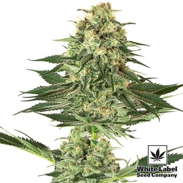 Visualizzazione Banana Kush femminilizzata White Label Seeds.