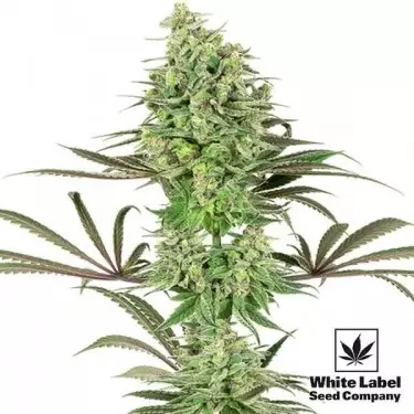 Double Banana Kush di White Label Seeds.