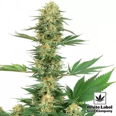 Gelato 420 di White Label sapore marcato.
