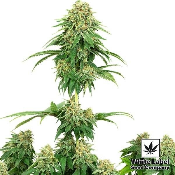 Girl Scout Cookies di White Label Seeds.