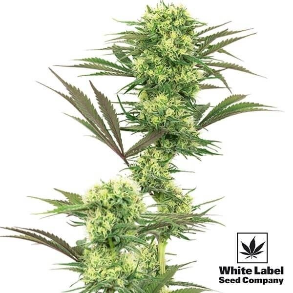 Visualizzazione Guava Jelly White Label effetto stimolante.