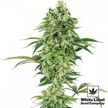 Nicole Hindu Kush di White Label Seeds.
