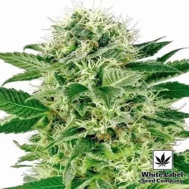 Northern Lights di White Label femminilizzata