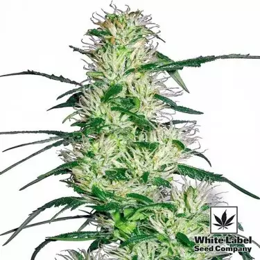 Purple Haze di White Label femminilizzata.