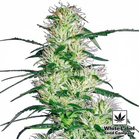 Purple Haze di White Label femminilizzata.