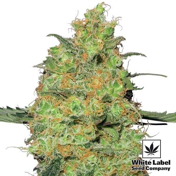 Visualizzazione Master Kush di White Label femminilizzata.