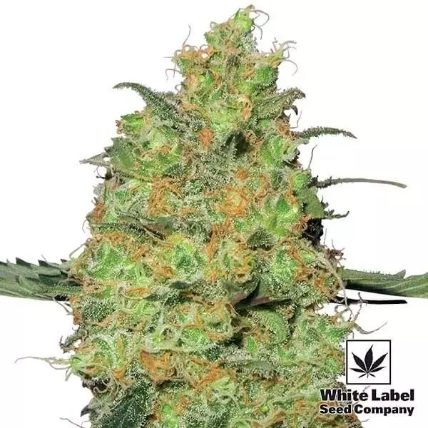 Master Kush di White Label femminilizzata.
