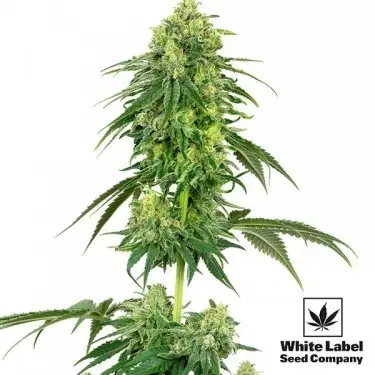 Strawberry Kush del banco White Label Seeds.