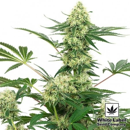 Semi Wedding Cheesecake del banco White Label