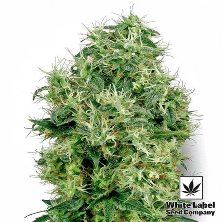 White Gold di White Label femminilizzata.