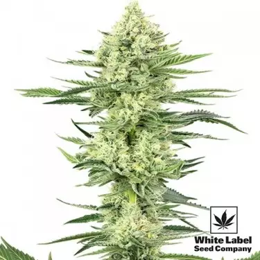 White Gorilla Haze del banco White Label.