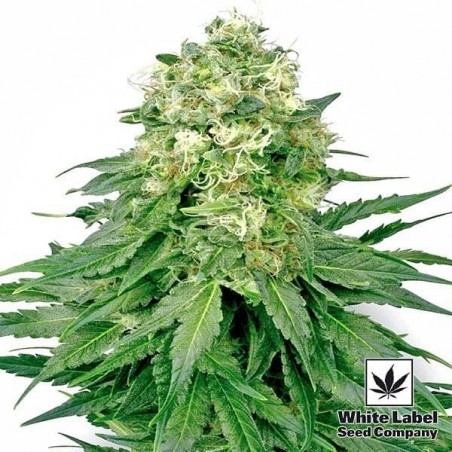 White Widow di White Label femminilizzata.
