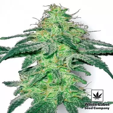 White Skunk di White Label femminilizzata.