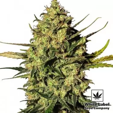 Master Kush Automatic di White Label Seeds.