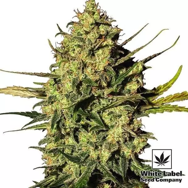 Visualizzazione Master Kush Automatic di White Label Seeds.