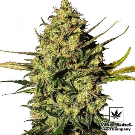 Master Kush Automatic di White Label Seeds.