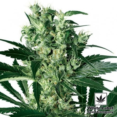 X Haze di White Label 100% femminilizzata.