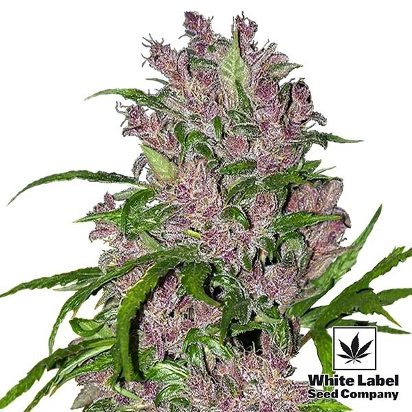 Purple Bud Automatic di White Label Seeds.