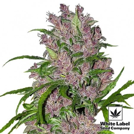 Purple Bud Automatic di White Label Seeds.