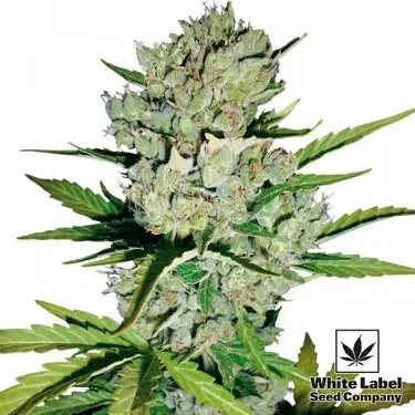 Skunk Auto di White Label Seed Company