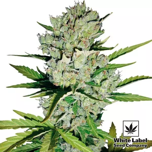 Visualizzazione Skunk Auto di White Label Seed Company
