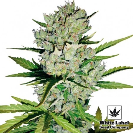 Skunk Auto di White Label Seed Company