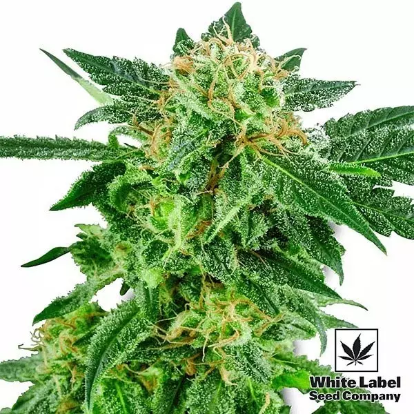 Snow Ryder di White Label Seed Company