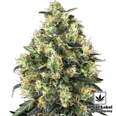 Super Skunk Auto White Label Seed Company