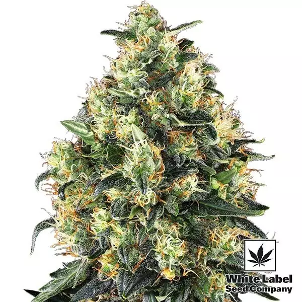 Super Skunk Auto White Label Seed Company