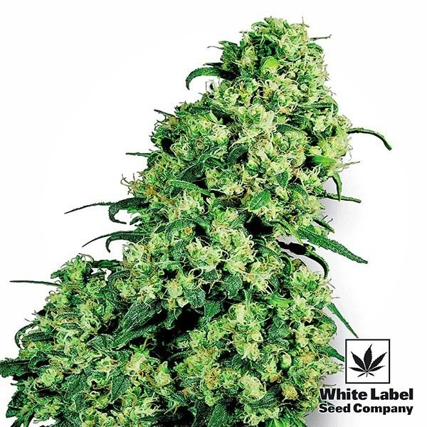 Visualizzazione Skunk 1 di White Label semi femminilizzati.