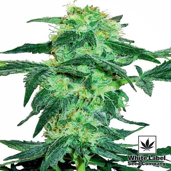 Visualizzazione White Ice di White Label femminilizzata.