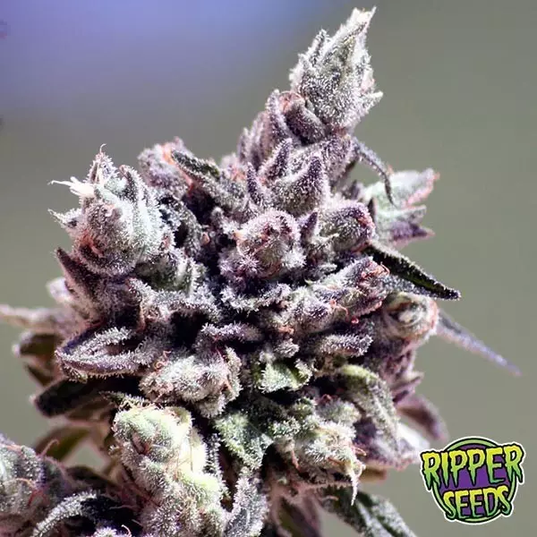 Visualizzazione Washing Machine Ripper Seeds femminilizzata.