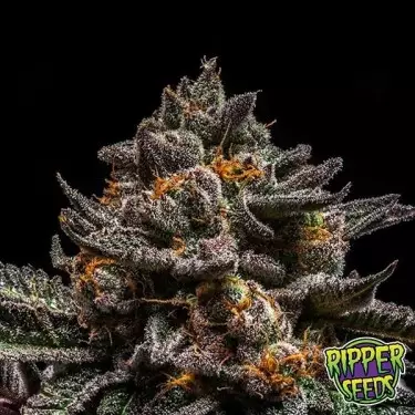 Semi Brain Cake del banco Ripper Seeds.