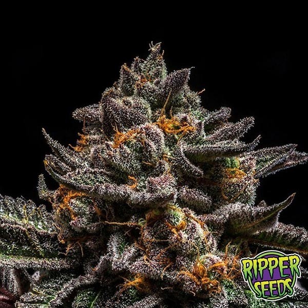Visualizzazione Semi Brain Cake del banco Ripper Seeds.