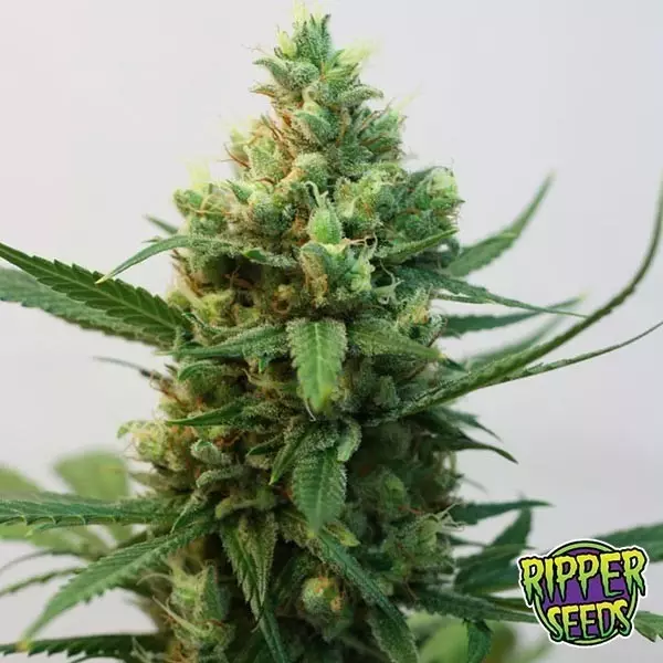 Visualizzazione Toxic di Ripper Seeds semi femminilizzati.