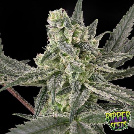 Old School di Ripper Seeds femminilizzata.