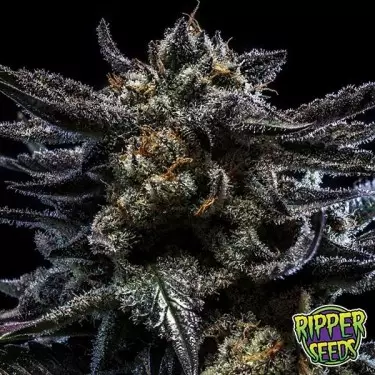 Zombie Kush di Ripper Seeds femminilizzata.
