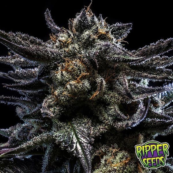 Visualizzazione Zombie Kush di Ripper Seeds femminilizzata.