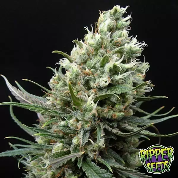 Visualizzazione Ripper Haze di Ripper Seeds femminilizzata.
