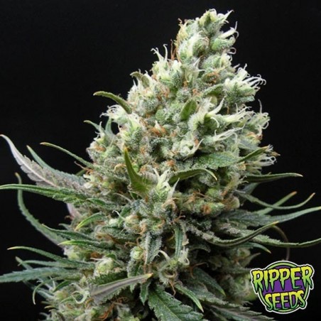 Ripper Haze di Ripper Seeds femminilizzata.