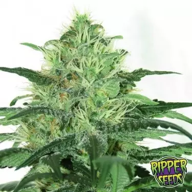 Sideral 100% femminilizzata di Ripper Seeds.