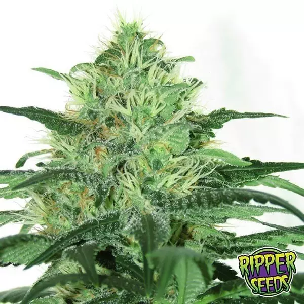 Sideral 100% femminilizzata di Ripper Seeds.