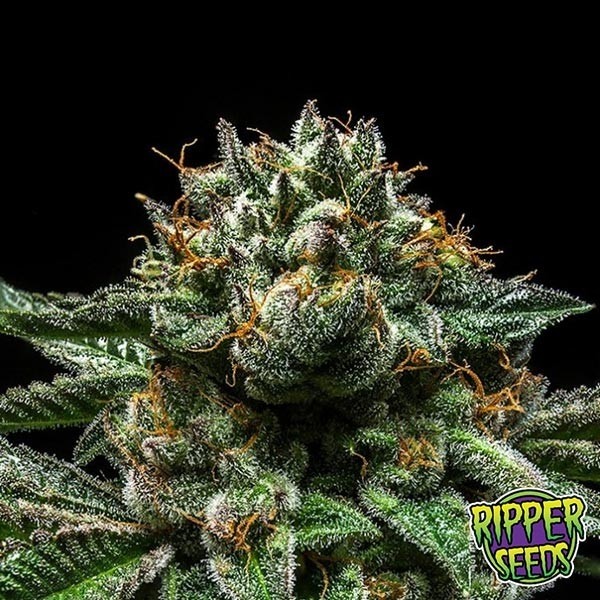 Visualizzazione Semi esotici di Chempie by Ripper Seeds.