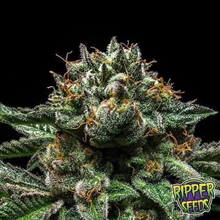 Semi esotici di Chempie by Ripper Seeds.