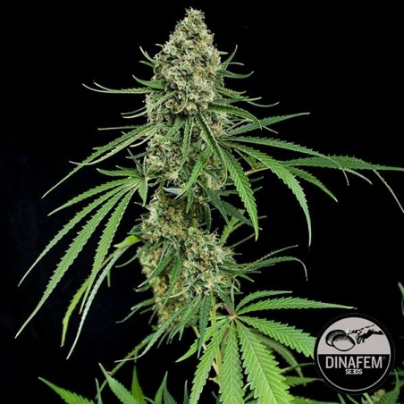 Critical + di Dinafem semi femminizzati