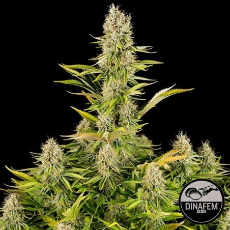Amnesia Kush di Dinafem femminizzata - Growbarato.net