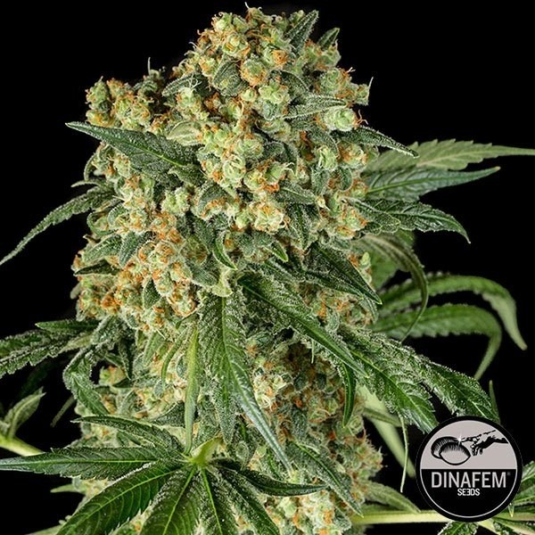 Visualizzazione Big Kush di Dinafem semi femminizzati