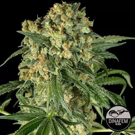 Big Kush di Dinafem semi femminizzati