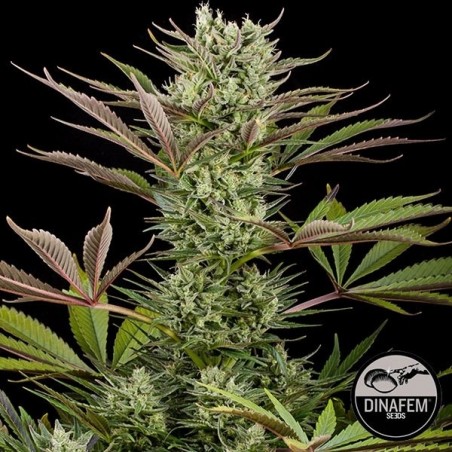 Deep Cheese di Dinafem semi femminizzati