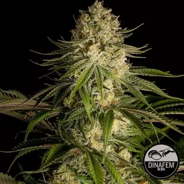 Critical Kush di Dinafem semi femminizzati